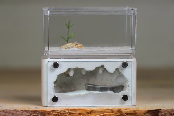 Mini Hearth (Bone 8021) (GLOW)