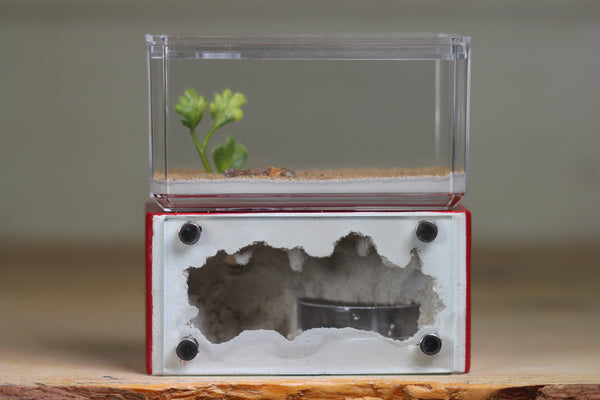 Mini Hearth (Red 8037)