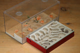 Mini Labyrinth (Red 3313)(Canyon)