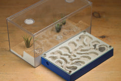 Mini Labyrinth (Dark Blue 3316)(Canyon)