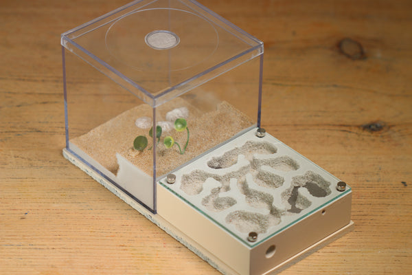 Fallen Fortress (Bone 3105)