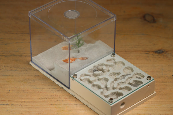 Fallen Fortress (Bone 3107)