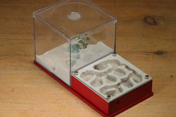 Fallen Fortress (Gold 3122)