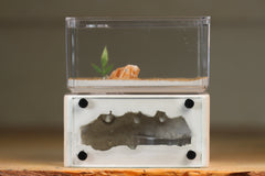 Mini Hearth (Bone 8158)(GLOW)