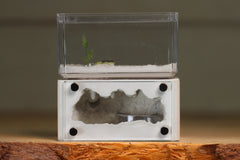 Mini Hearth (BF)(Bone 3029)