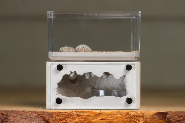 Mini Hearth (BF)(Bone 3035)