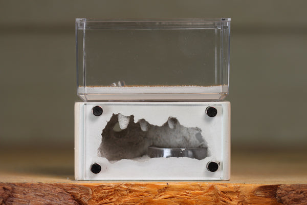 Mini Hearth (BF)(Bone 3037)