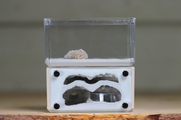 Mini Hearth, Bifurcated (Bone 3657)