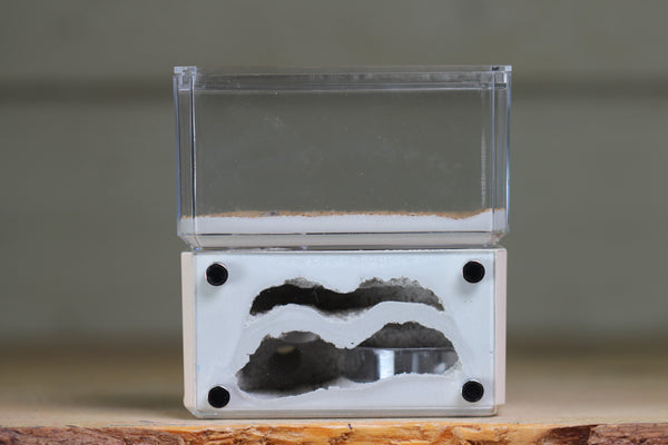 Mini Hearth, Bifurcated (Bone 3658)