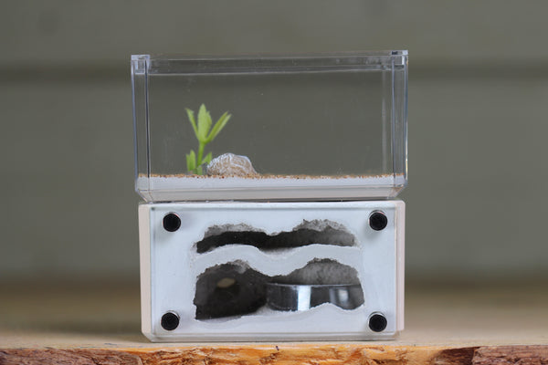 Mini Hearth, Bifurcated (Bone 3661)