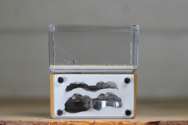 Mini Hearth, Bifurcated (Brown 3675)