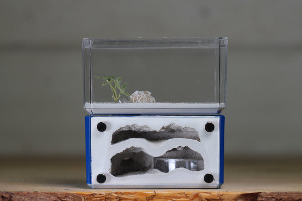 Mini Hearth, Bifurcated (Dark Blue 3681)