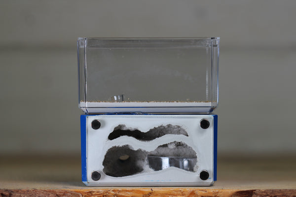 Mini Hearth, Bifurcated (Dark Blue 3682)