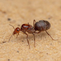 Myrmecocystus mimicus (10-20 workers, Queen)(Ants Only)
