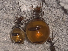Myrmecocystus depilis (10-15 workers, Queen)(Ants Only)