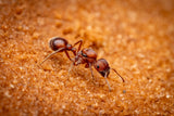 Pogonomyrmex occidentalis Bundle (45+ workers, Queen)(Fallen Fortress Bundle)