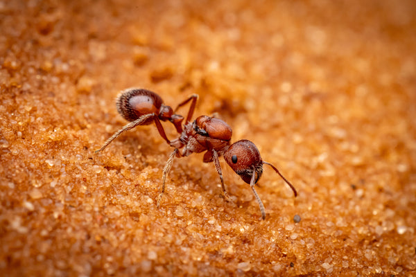 Pogonomyrmex occidentalis Bundle (45+ workers, Queen)(Fallen Fortress Bundle)