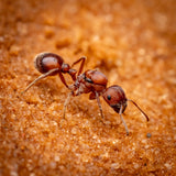 Pogonomyrmex occidentalis (8-12+ workers, Queen)w/ Bifurcated Mini Hearth Formicarium