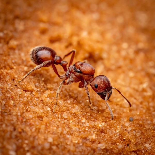 Pogonomyrmex occidentalis (8-12+ workers, Queen)w/ Bifurcated Mini Hearth Formicarium