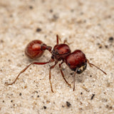 Pogonomyrmex badius (5-10 workers)(Ant Colony And Queen ONLY)