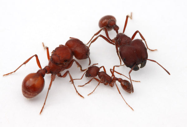 Pogonomyrmex badius (5-10 workers)(Ant Colony And Queen ONLY)