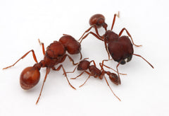 Pogonomyrmex badius (15-20 workers)(Ant Colony And Queen ONLY)