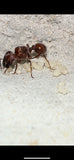 Pogonomyrmex badius (5-10 workers)(Ant Colony And Queen ONLY)