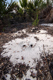 Pogonomyrmex badius (5-10 workers)(Ant Colony And Queen ONLY)