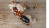 Camponotus discolor (4-8 workers)(Queen and Colony)