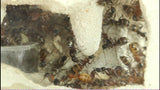 Camponotus chromaiodes (5-10 workers)(Ants Only)