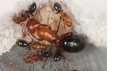 Camponotus discolor (1-5 workers)(Queen and Colony)
