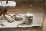 Museum Quality Box Foraging Area, Large (Custom 3)