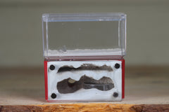 Mini Hearth, Bifurcated (Red 121)