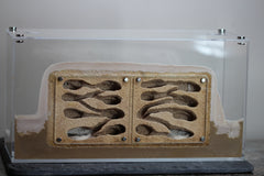 Custom "Serenity" Formicarium w/Museum Box