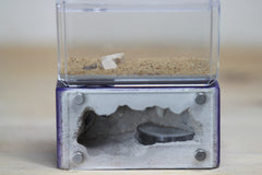 Mini Hearth (Purple 15)