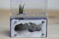 Mini Hearth (Purple 16)
