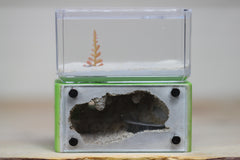 Mini Hearth (Lime V100)