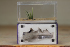 Mini Hearth (Purple 240)