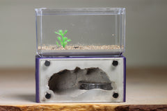 Mini Hearth (Purple 308)