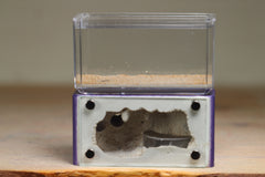 Mini Hearth (Purple 506)