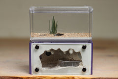 Mini Hearth (Purple 507)