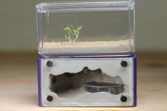 Mini Hearth (Purple 672)