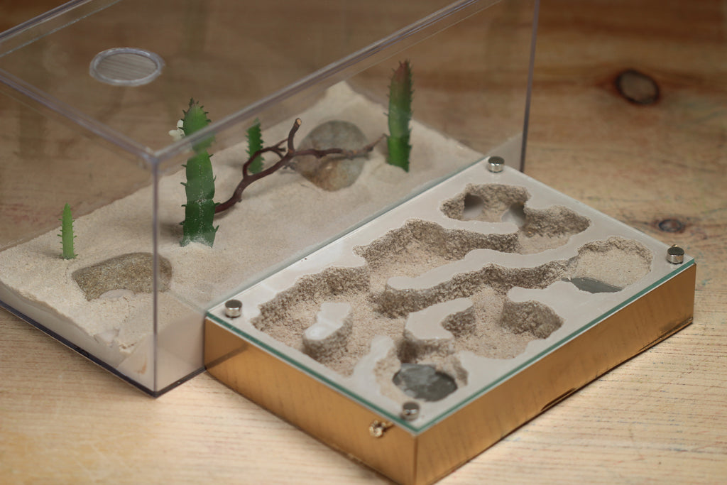 Mini Labyrinth (Gold 122) – Tar Heel Ants