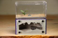 Mini Hearth (Purple 834)