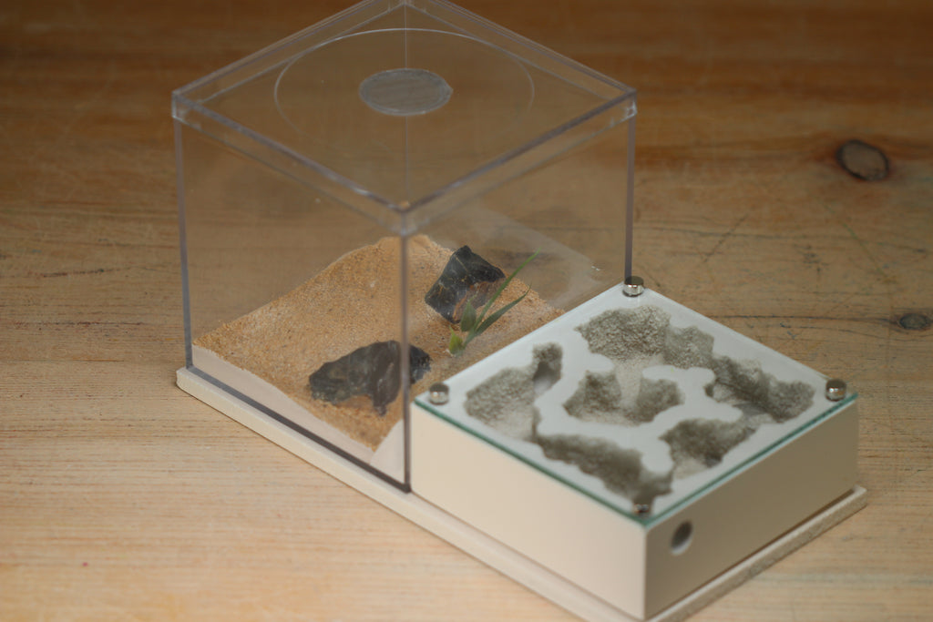 Fortress Formicarium Tar Heel Ants