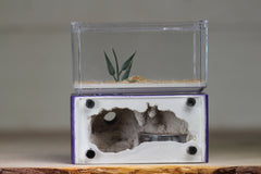 Mini Hearth (Purple 2619)