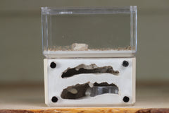 Mini Hearth, Bifurcated (Bone 601)