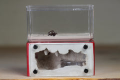 Mini Hearth (Red 2705)