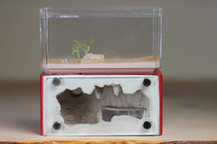 Mini Hearth (Red 2706)