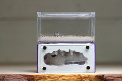 Mini Hearth (Purple 3232)
